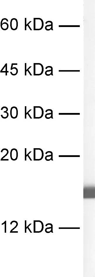 Synaptobrevin2 Recombinant rabbit - image 1